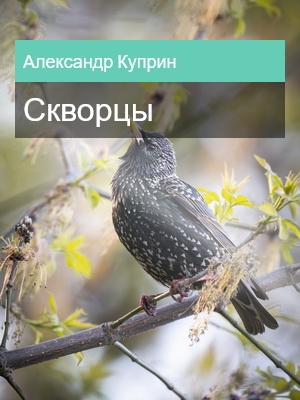 Скворцы, Александр Куприн